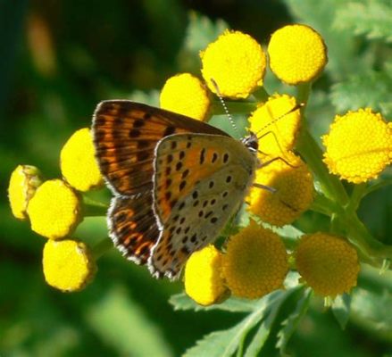  Bienenfalter: Ein Schmetterling mit einem Faible für das Blütenmeer!