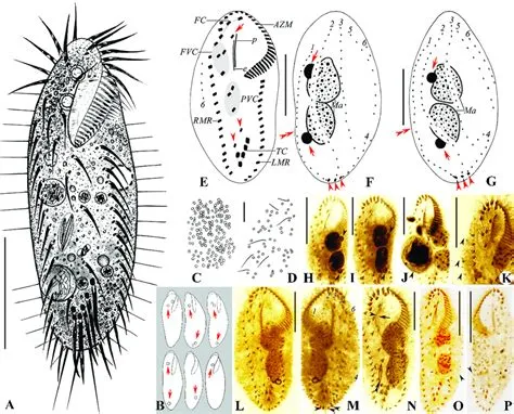  Oxytrichia! Ein faszinierender einzelliger Vertreter der Mastigophora mit beweglichen Fortsätzen