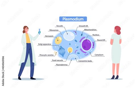  Plasmodium! Ein winziger Parasit mit riesigem Einfluss