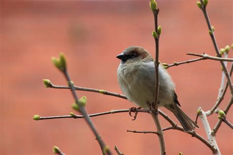  Sperling! Ein Vogel mit Melodie, der selbst den größten Skeptiker zum Schwärmen bringt