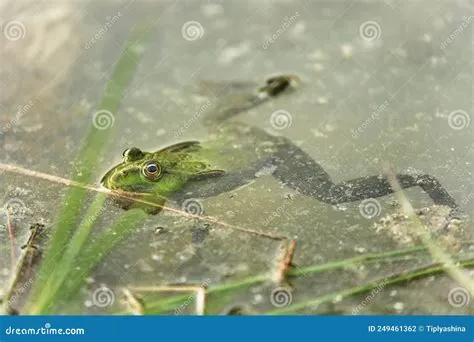  The Trematode: A Master of Disguise Lurking in Freshwater Habitats!