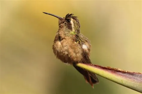  Xantus's Hummingbird: Eine Federpracht, die den Himmel zum Tanzen bringt!