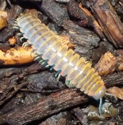  Xystodesmidae! Eine faszinierende Reise in die Welt der Tausendfüßler mit leuchtenden Farben