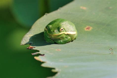  Afrikanischer Krötenfrosch: Ein Meister der Tarnung mit einem unerwarteten Gesangstalent!