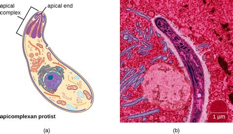  Apicomplexans!  Single-Celled Organisms Capable of Complex Lifecycles and Tremendous Host Manipulation