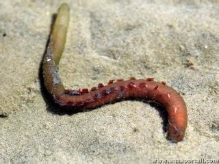  Arenicola marina –  Ein Meister der Sandburgen und unermüdlicher Fresssack des Meeresbodens!