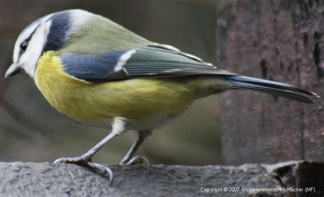 Dickköpfiges Vögelchen mit Federkleid – Ein Blick auf die faszinierende Welt der Drosseln!