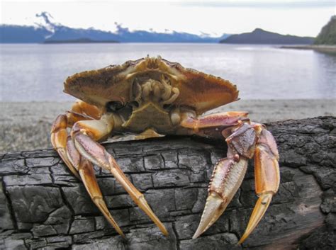  Dungeness-Krabbe: Ein Panzerknochen mit scharfem Temperament, der die Tiefen des Pazifiks erobert!