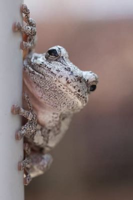  Efeudiskus! Ein faszinierender Amphibien-Akrobat mit einer Vorliebe für feuchte Verstecke und nächtliche Abenteuer