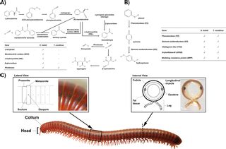  Geophile! Eine faszinierende Myriapoden-Spezies mit erstaunlichen Anpassungsfähigkeiten