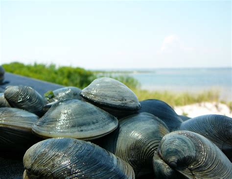  Hard-Shell Clam: Kennen Sie die unglaubliche Reise dieser sesshaften Meeresbewohner im Sand