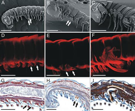  Juliform Millipede: A Masterpiece of Miniature Armour Plating and Remarkable Regenerative Abilities!