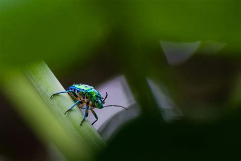  Jump-Start Your Journey into Entomology! Explore the Marvelous World of the Jewel Beetle