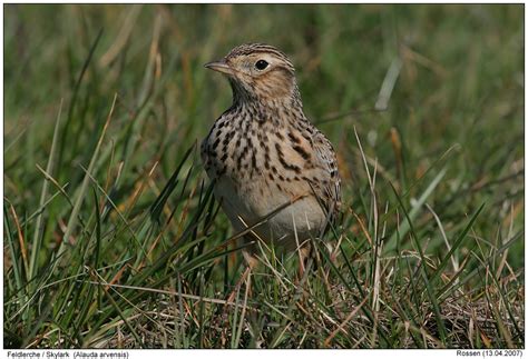  Lerche! Ein Vogel mit himmlischer Stimme und einer Vorliebe für Insektenmahlzeiten