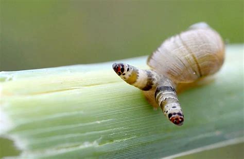  Leucochloridium Paradoxum -  Ein Schmarotzer, der die Augen seiner Opfer zum Tanzen bringt!