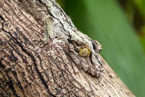 Mittagsbienenspinne: Kann diese faszinierende Meisterin der Tarnung tatsächlich ihre Beute mithilfe von Schallwellen orten?