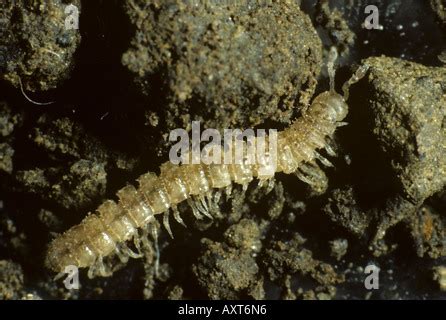 Polydesmus: Ein faszinierendes Geschöpf mit glänzenden Panzerplatten und dem unwiderstehlichen Ruf des Waldes!