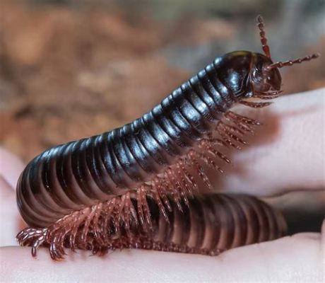  Utahmillipede: Ein Geschöpf mit Tausend Beinen und einem Faible für Faulenz!