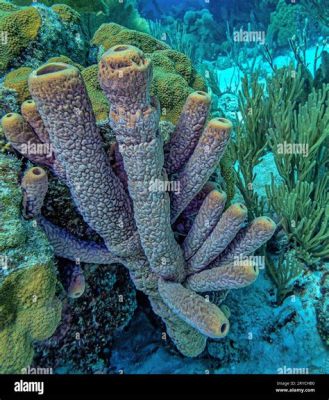 Venezuelan Vase Sponge: Ein faszinierender Schwamm mit außergewöhnlichen Filtrationseigenschaften und bemerkenswerten Anpassungsfähigkeiten an die marine Umwelt!