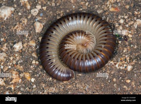  Vietnamese Millipede: Ein seltener Tausendfüßler mit einem faszinierenden Panzer