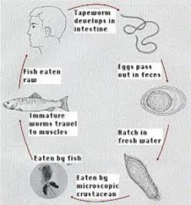  Vivipary Fish Tapeworm: Ein Meister der Manipulation und Fortpflanzung im Wasser!