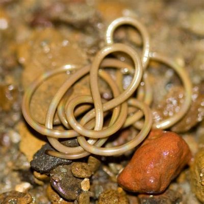  Wandernde Würmer: Erfahren Sie mehr über den faszinierenden Lebenswandel der Wasserbärtierchen!