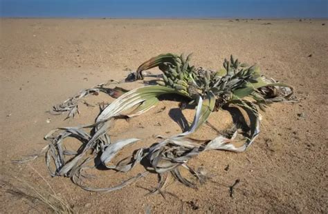  Welwitschia mirabilis: Ein Meister der Wüstenanpassung mit einer faszinierenden Lebensweise!