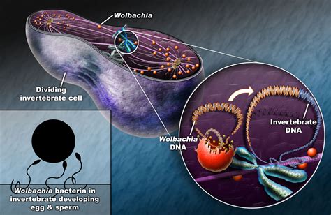  Wolbachia – Ein Mikroorganismus der hinterhältigen Manipulation im Tierreich!