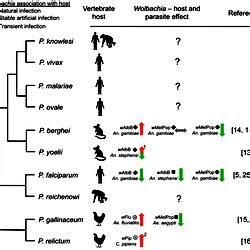 Wolbachia! Die winzigen Parasiten, die das Schicksal ihrer Wirte verändern