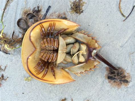  Xiphosura! Ein lebender Fossilien im Meer, der dich mit seiner Panzerung beeindrucken wird