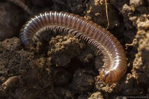  Yangiidae: Ein farbenfroher Regenwurm mit Beinen - oder ist es doch ein Tausendfüßler?