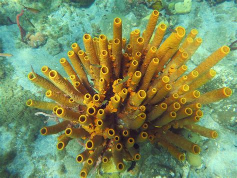 Yellow Sponge:  A Surprisingly Versatile Creature That Lives Both Solitarily and In Colonies!