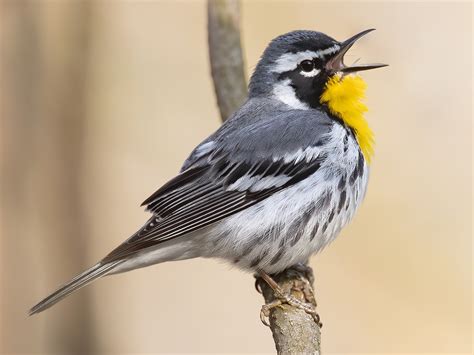 Yellow-throated Warbler! Its Striking Throat Patch and Melodious Song Will Captivate You.